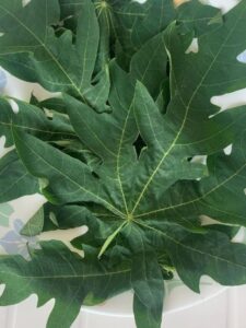 papaya leaf